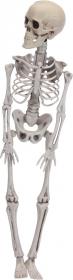 Skelett 42cm