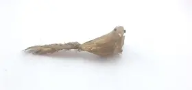 Prydnadsf&aring;gel med kl&auml;mma